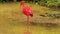 Bright Scarlet Ibis Walks in Shallow Water