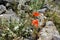 Bright scarlet poppies and white wildflowers