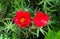 Bright scarlet purslane flowers in a flower bed in the garden