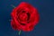 bright scarlet rose on black background, space for text, copy space