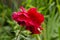 Bright scarlet rose close-up on a background of blurred green foliage