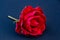 bright scarlet rose on navy blue background, space for text, copy space