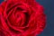 bright scarlet rose on navy blue background, space for text, copy space