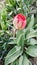 A bright scarlet Tulip is about to bloom 16