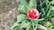 A bright scarlet Tulip is about to bloom 17