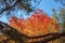 Bright scenic of bright vivid colorful autumn branches of maple on background of sky, fall. Natural autumn colors