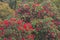 Bright scenic landscape with ancient Rhododendron red flower fresh blooming on morning light. Season specific. Mountains and