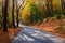 Bright and scenic landscape of new road across auttumn trees with fallen orange and yellow leaf