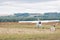 Bright scenic landscape with small propeller plane takes off at the grass. There are trees on background. Selective