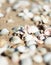 Bright seashells on the seashore. Beautiful seashells on the beach. Twisted shell beige yellow and pink colors.