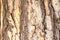 bright semi smooth multi tone brown and pale yellow tree bark with many wood grains texture close up background