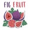 Bright set of colorful half, slice and whole of juicy fig fruit.