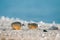 Bright shining transparent seashells enjoy early sunny summer morning on Black Sea deserted sandy beach