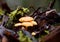 Bright shiny mushrooms on a half-rotted stump in the forest