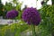 Bright and showy Allium Giganteum flowers close up. Vivid giant balls of blooming Allium flowers.