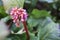 Bright and showy Bergenia crassifolia cone-shaped flowers close up