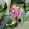 Bright and showy Bergenia crassifolia cone-shaped flowers close up