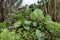 Bright and showy Bergenia crassifolia cone-shaped flowers close up