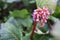 Bright and showy Bergenia crassifolia cone-shaped flowers close up