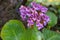 Bright and showy Bergenia crassifolia cone-shaped flowers close up with green leaves  on background.