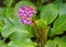 Bright and showy Bergenia crassifolia cone-shaped flowers close up with green leaves  on background.