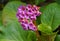 Bright and showy Bergenia crassifolia cone-shaped flowers close up with green leaves  on background.
