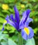 Bright and showy blue Iris latifolia flower close up. English Iris King of the Blues.