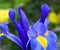 Bright and showy blue Iris latifolia flower close up. English Iris King of the Blues.