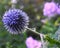 Bright and showy Globe Thistle flower close up. Also called Southern globe thistle, Echinops ritro.
