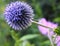 Bright and showy Globe Thistle flower close up. Also called Southern globe thistle, Echinops ritro.