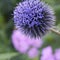 Bright and showy Globe Thistle flower close up. Also called Southern globe thistle, Echinops ritro.