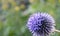 Bright and showy Globe Thistle flower close up. Also called Southern globe thistle, Echinops ritro.