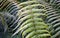 Bright and showy green Ostrich fern leaves.