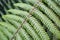 Bright and showy green Ostrich fern leaves.