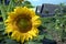 Bright single sunflower with lurk bumble bee growing in a garden