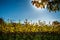 Bright sinlight shines through the foliage of an oak tree above sunlit golden grapevines against a background of clear