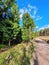 Bright sky above the forest