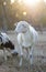 Bright sky behind a white sheep ewe