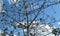 Bright sky beyond flower tree