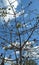 Bright sky beyond flower tree