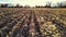 A bright sky hovers over a chopped agricultural field