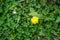 Bright small ground cover yellow flower blooming among green leaves in Kurokawa onsen town