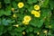 Bright small ground cover yellow flower blooming and wilting among green leaves and blurred background in Kurokawa onsen town