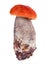 Bright small red isolated Leccinum