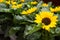 Bright small sunflowers with fresh green leaves. Cute sunflowers. Summer blooming flowers. Field of sunflowers.