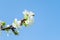 Bright and soft apple blossom flower and blue sky