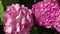 Bright spherical inflorescences of pink hydrangea