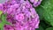 Bright spherical inflorescences of pink hydrangea