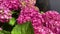 Bright spherical inflorescences of pink hydrangea