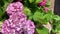 Bright spherical inflorescences of pink hydrangea